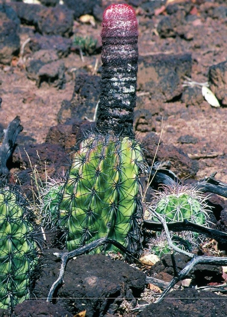 Melocactus deinacanthus httpsuploadwikimediaorgwikipediacommons00