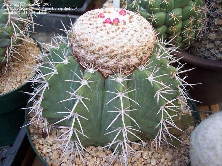 Melocactus glaucescens PlantFiles Pictures Woolly Waxystemmed Turk39scap Cactus