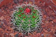 Melocactus pachyacanthus httpsuploadwikimediaorgwikipediacommonsthu