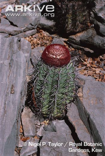 Melocactus pachyacanthus Cactus videos photos and facts Melocactus pachyacanthus ARKive