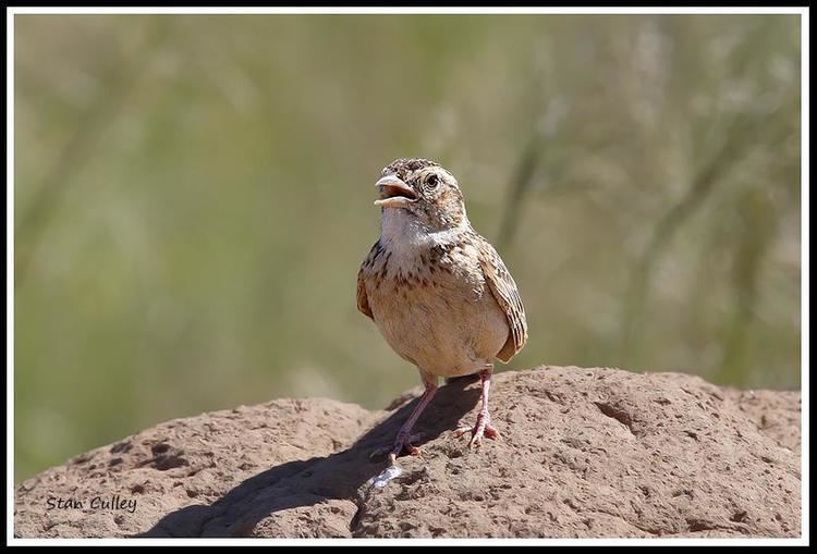 Melodious lark Melodious Lark Mirafra cheniana Bird singing from the top of an