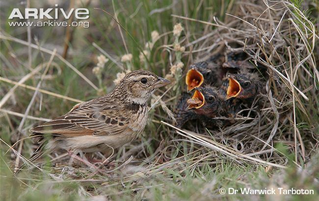 Melodious lark Melodious lark videos photos and facts Mirafra cheniana ARKive