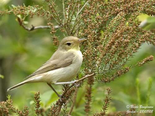 Melodious warbler Melodious Warbler
