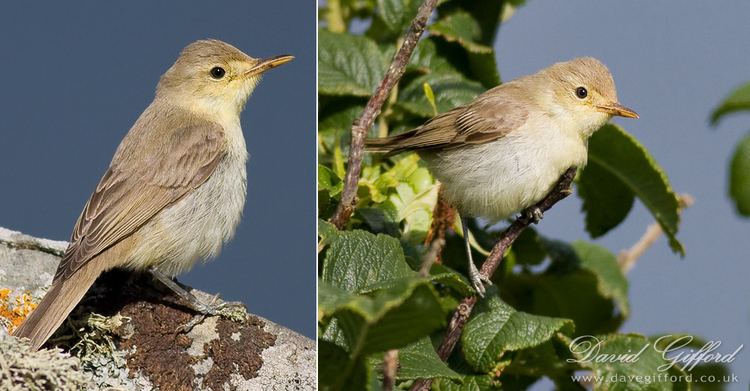 Melodious warbler Melodious Warbler David Gifford Photography
