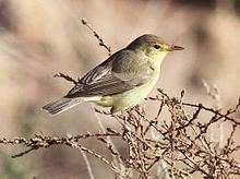 Melodious warbler Melodious warbler Wikipedia