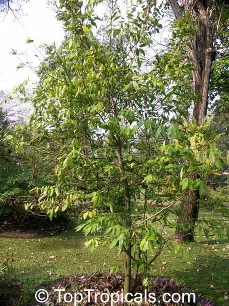 Melodorum fruticosum httpstoptropicalscompicsgarden0566614jpg
