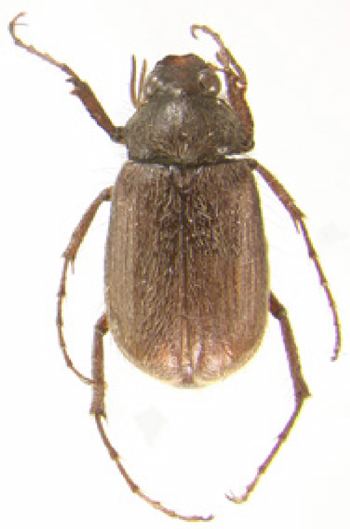 Melolonthinae Generic Guide to New World Scarab BeetlesScarabaeidaeMelolonthinae