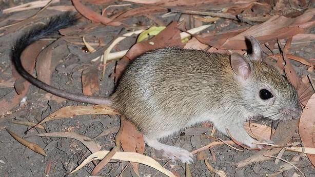 Melomys The First Mammal Has Just Died Out Because Of HumanInduced Climate