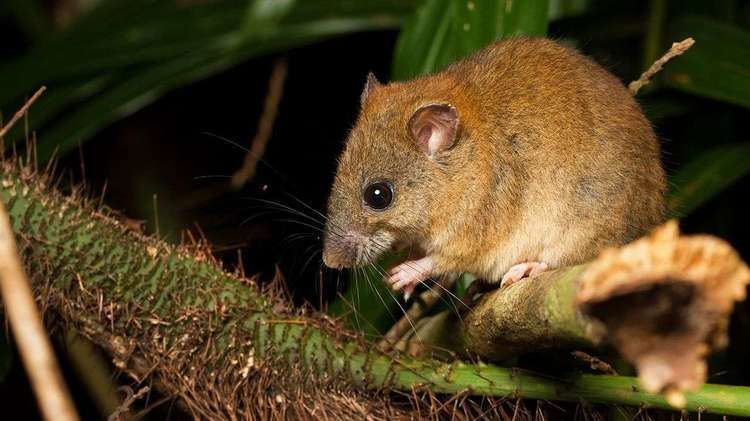Melomys Goodbye Melomys Climate Change Claims Its First Mammal Species