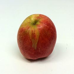 Melon (apple) httpsuploadwikimediaorgwikipediacommonsthu