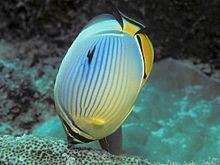 Melon butterflyfish httpsuploadwikimediaorgwikipediacommonsthu