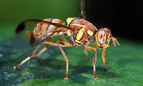 Melon fly mango fruit fly Ceratitis cosyra Walker