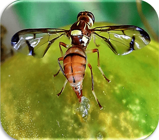 Melon fly Picture Gallery MELON FRUIT FLY OVIPOSITING ON CUCUMBER