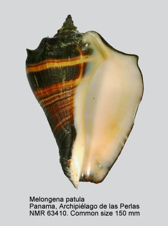 Melongena patula HomeNATURAL HISTORY MUSEUM ROTTERDAM Mollusca Gastropoda
