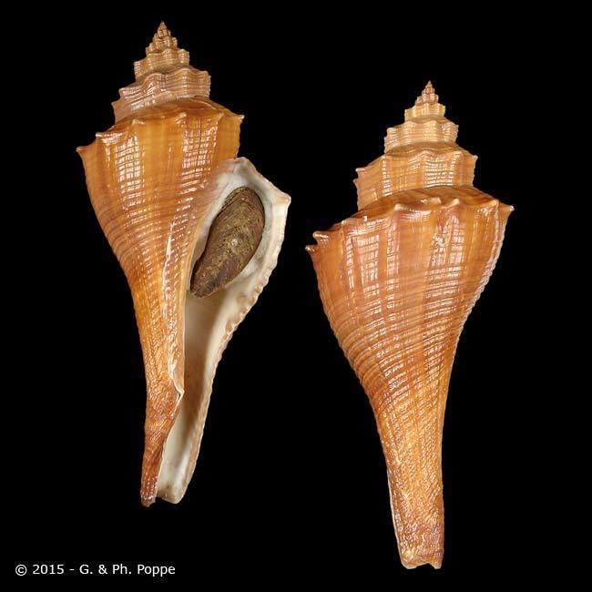 Melongenidae MELONGENIDAE Hemifusus cariniferus ID615687 Shell Detail