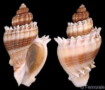 Melongenidae Shell Catalogue Family MELONGENIDAE