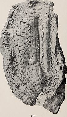 Melonites (Echinoid) httpsuploadwikimediaorgwikipediacommonsthu