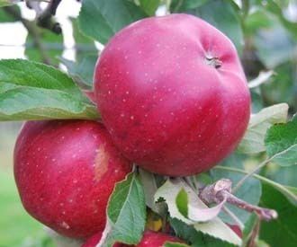 Melrose (apple) Melrose apple trees for sale Order online
