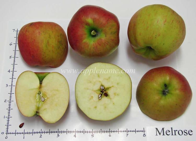 Melrose (apple) How to identify the Melrose apple variety
