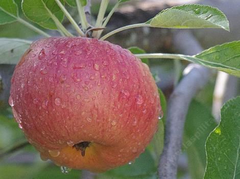 Melrose (apple) Apples in a Californa Garden