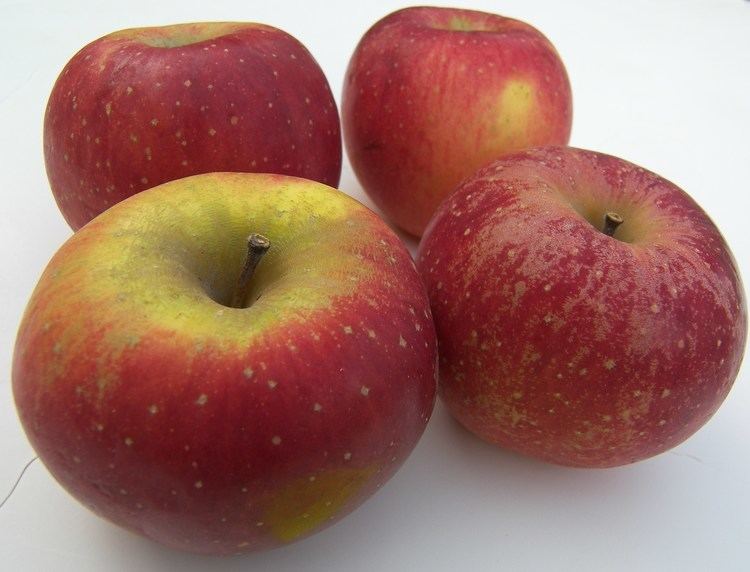 Melrose (apple) Melrose Apples Eat Like No One Else