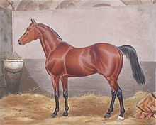 Melton (horse) httpsuploadwikimediaorgwikipediacommonsthu