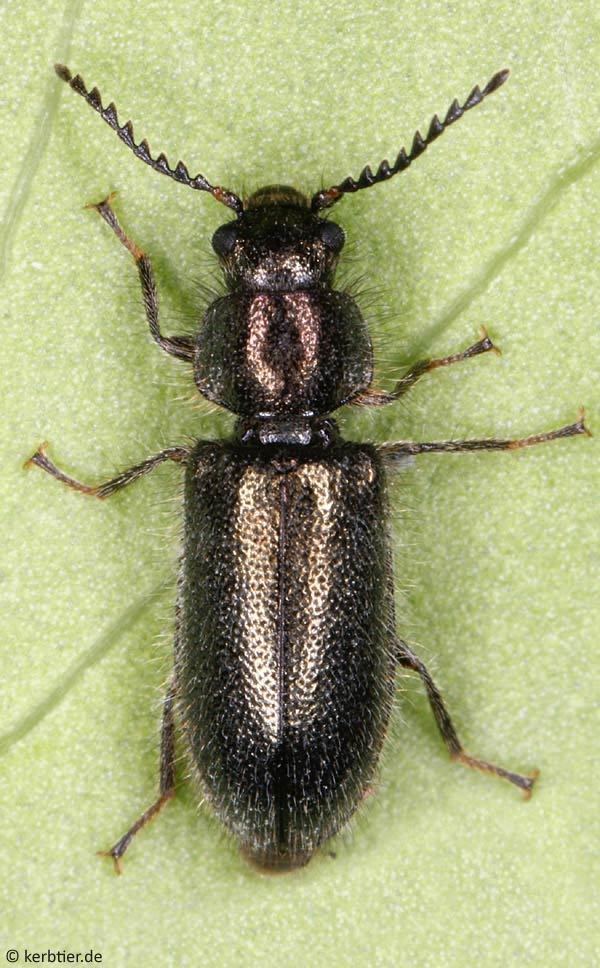 Melyridae Photo overview Melyridae softwinged flower beetles of Germany