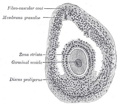 Membrana granulosa