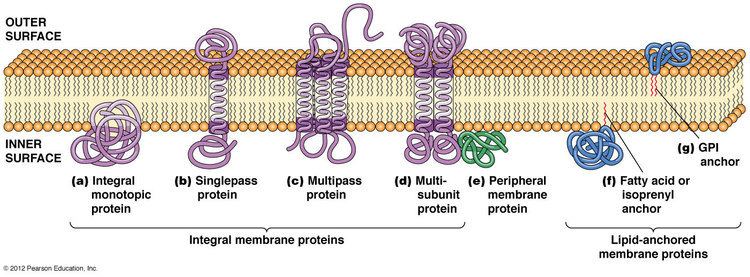 Membrane protein BIOL2060 Cell Biology