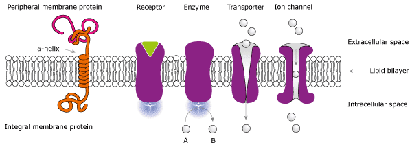 Membrane protein The human secretome and membrane proteome The Human Protein Atlas