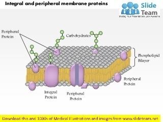 Membrane protein Membrane Proteins LinkedIn