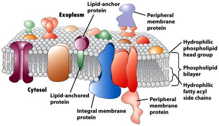 Membrane protein Look Out for Membrane Protein Identification Analysis at Creative