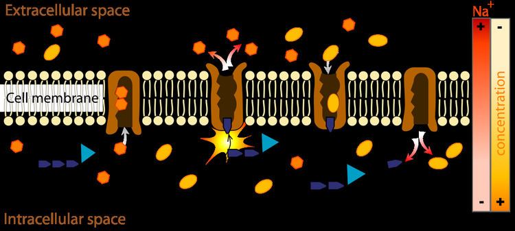 Membrane transport protein
