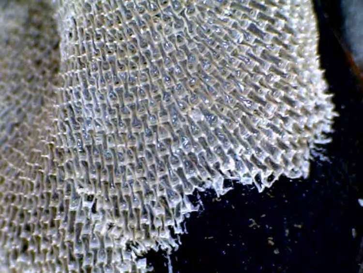 Membranipora membranacea MarLIN The Marine Life Information Network Sea mat Membranipora