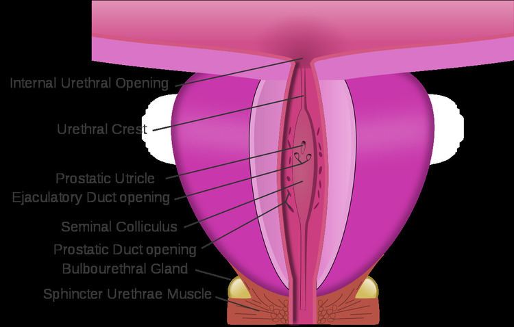 Membranous urethra