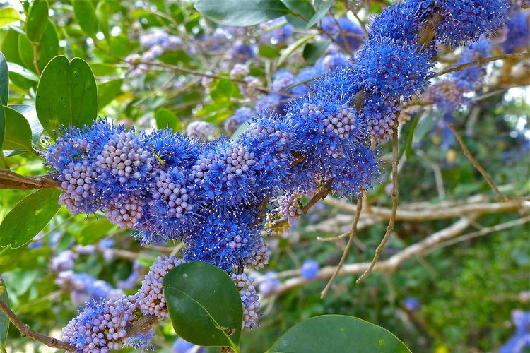 Memecylon Memecylon edule blue blooming bush at Panama Sri Lanka Flickr