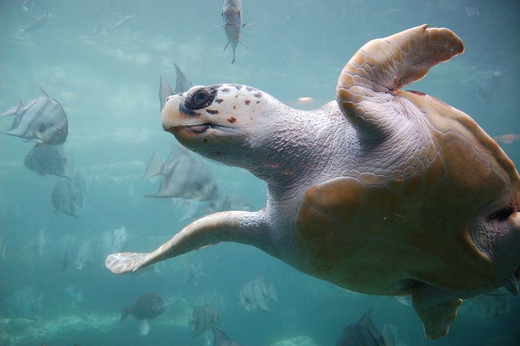 Memorandum of Understanding concerning Conservation Measures for Marine Turtles of the Atlantic Coast of Africa