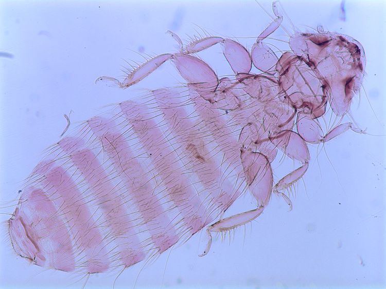 Menacanthus Lice Phthirapterainfo