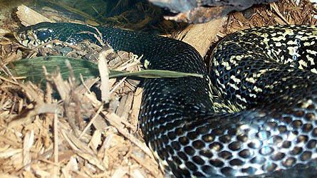 Menarana Madagascar Giant Hognose Snake Picture Leioheterodon madagascariensis