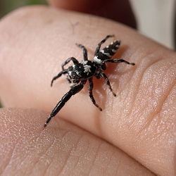 Mendoza (spider) httpsuploadwikimediaorgwikipediacommonsthu