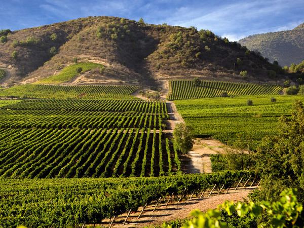 Mendoza wine Mendoza Wine Tours