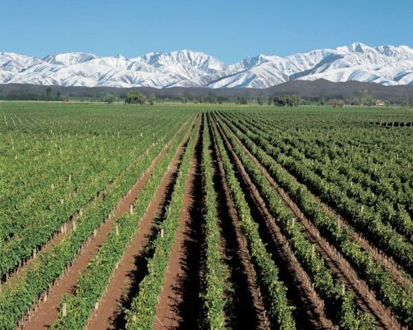 Mendoza wine newworldreviewcomwpcontentuploads200912mend