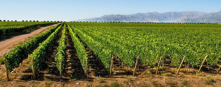 Mendoza wine Vistalba Wine Tours Mendoza