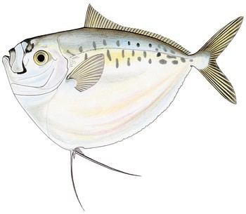 Mene maculata Fish Album