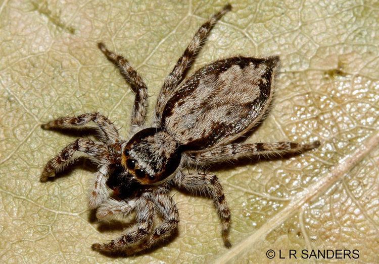 Menemerus bivittatus Menemerus bivittatus Dufour 1831 Cosmopolitan Jumping Spider