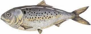 Menhaden Six reasons why Menhaden are the greatest fish we ever fished