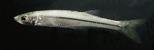 Menidia Fishes of Texas Menidia beryllina