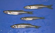 Menidia Fish Identification