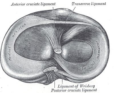 Meniscus (anatomy)