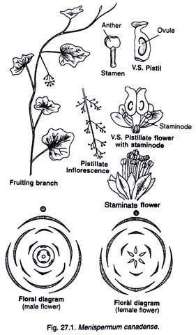 Menispermaceae Menispermaceae Characters Distribution and Affinities